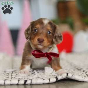 Jake, Dachshund Puppy